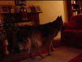 WORLDS BEST DOG WORLDS BEST DOG