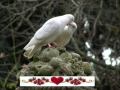 My Choice 53 - André Rieu - Romance Anonyme
