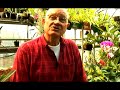 Orchid Care: Types of Orchids : All About Dendrobium Orchids: Warm Jungle