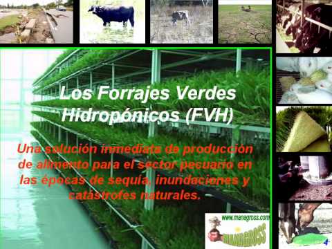 Los FVH