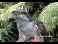 Yellow-billed Cuckoo, Cuco Americano (Coccyzus americanus)