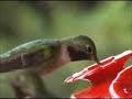Colorado Hummingbirds Close-up