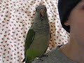 boogie the quaker parrot complains about life