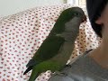 boogie the quaker parrot complains about life