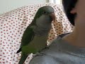 boogie the quaker parrot complains about life