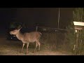 Hirsche Camping Plauns Pontresina Schweiz