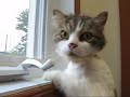Chat Molton Chat Molton