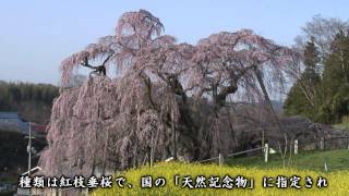 【HD】福島県　三春滝桜 – がんばれ東北！