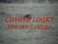 STANDOFF-COYOTES VS. SIX DEER-POUNCE ATTACK KILL PLAY Pt 2 STANDOFF-COYOTES VS. SIX DEER-POUNCE ATTACK KILL PLAY Pt 2