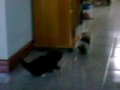 MOV07955