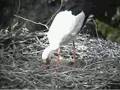 Storchennest Vetschau