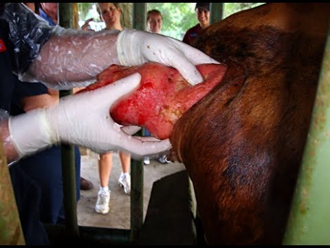how to treat a prolapse ewe