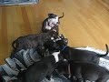 Pitbull Puppies *Bounce*