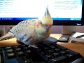 Cockatiel needs help on gender issues