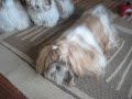 Crazy dogs