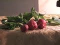 instructional dvd clip on traditional oil painting  radishes
