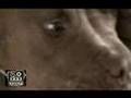 American Pitbull Dog Hates George W Bush