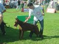 Dobermann - Lisboa 2007 (sabado)