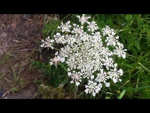 how to transplant queen anne's lace