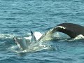Humpback Whales off of Cape Cod