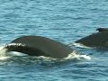 Humpback Whales off of Cape Cod