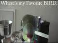 Diego,my lilac crowned parrot, funny talks with Subtitles