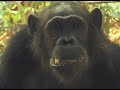 Ape Teeth Made for Toughest Times