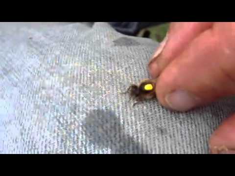 how to locate a queen bee