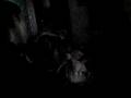 videos de Tomb Family
