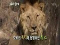 tiger vs lion everland 