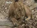 tiger vs lion everland 