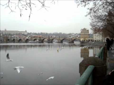 Seagulls in Praha