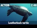 leatherback sea turtle ecological role leatherback sea turtle ecological role