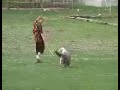 Bearded Collie Kassie: Herding - Sep 2007