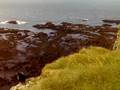 Atlantic Puffin in Latrabjarg Iceland part 1