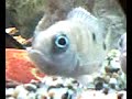 copadichromis mloto \"midnight\" (F)