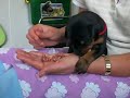 Dobermann Russkaja Mechta I-litter, born 25 JUne 2008