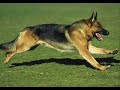 HIP DYSPLASIA-The GSD