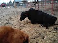 six legged two buttholed cow