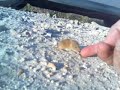 Mi amiguillo el topillo