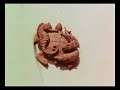 中華民國47年(1958年)的星洲