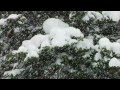 Wyoming Triumph -... View Video