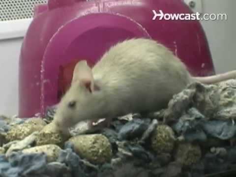 mice - Watch more Insects, Rodents, & Other Pesky Creatures videos: http://www.howcast.com/guides/346-Insects-Rodents-and-Other-Pesky-Creatures Subscribe to Howcast...