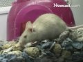 How To Get Rid Of Mice