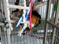 videos de JoJo the bat