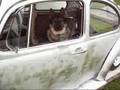 Redneck Volkswagen Beetle Doghouse
