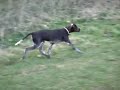 German Short haired pointer puppy