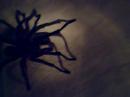 Tarantula I Tarantula I