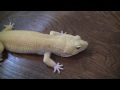 2012 Repticon Expo Pick Up !!!