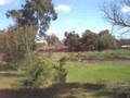prophetic little growing corn patch :)